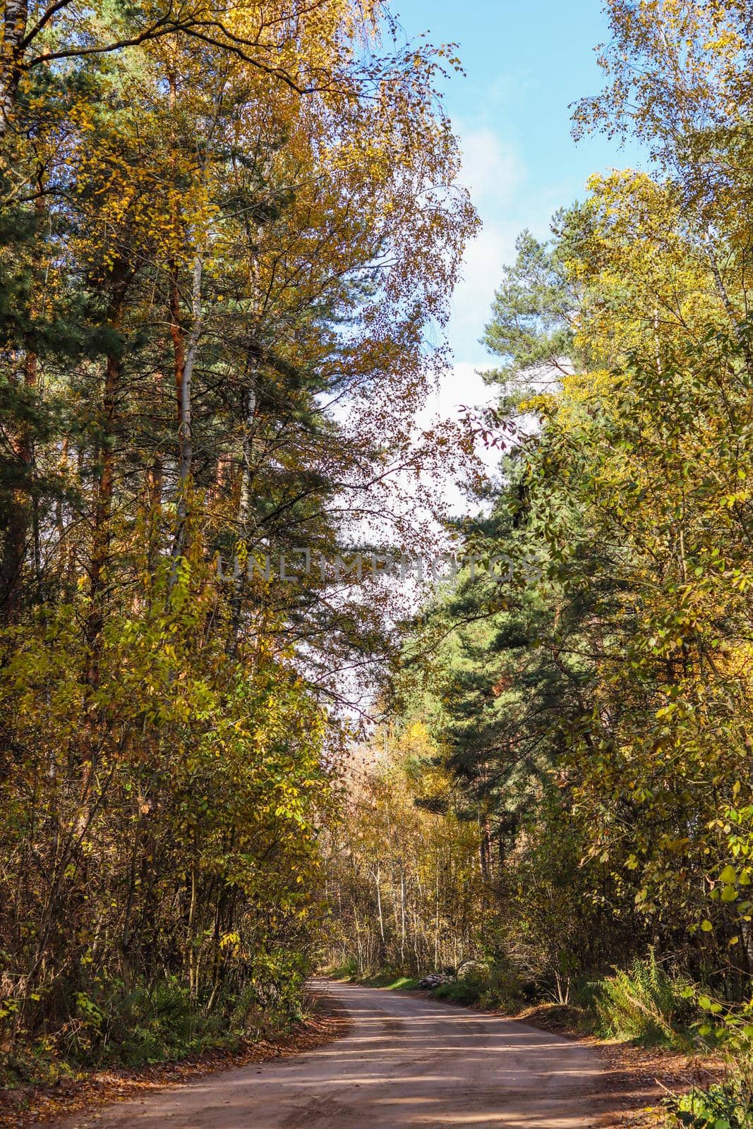 Beautiful autumn forest and road. Bright yellow leaves of trees. Natural colorful background