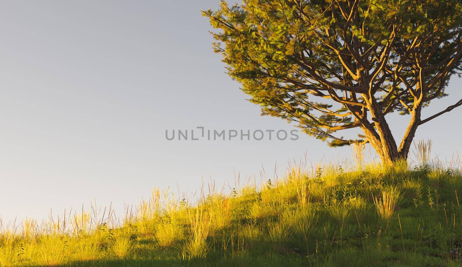 meadow with a pine tree at the top and clear sky at sunset. 3d render
