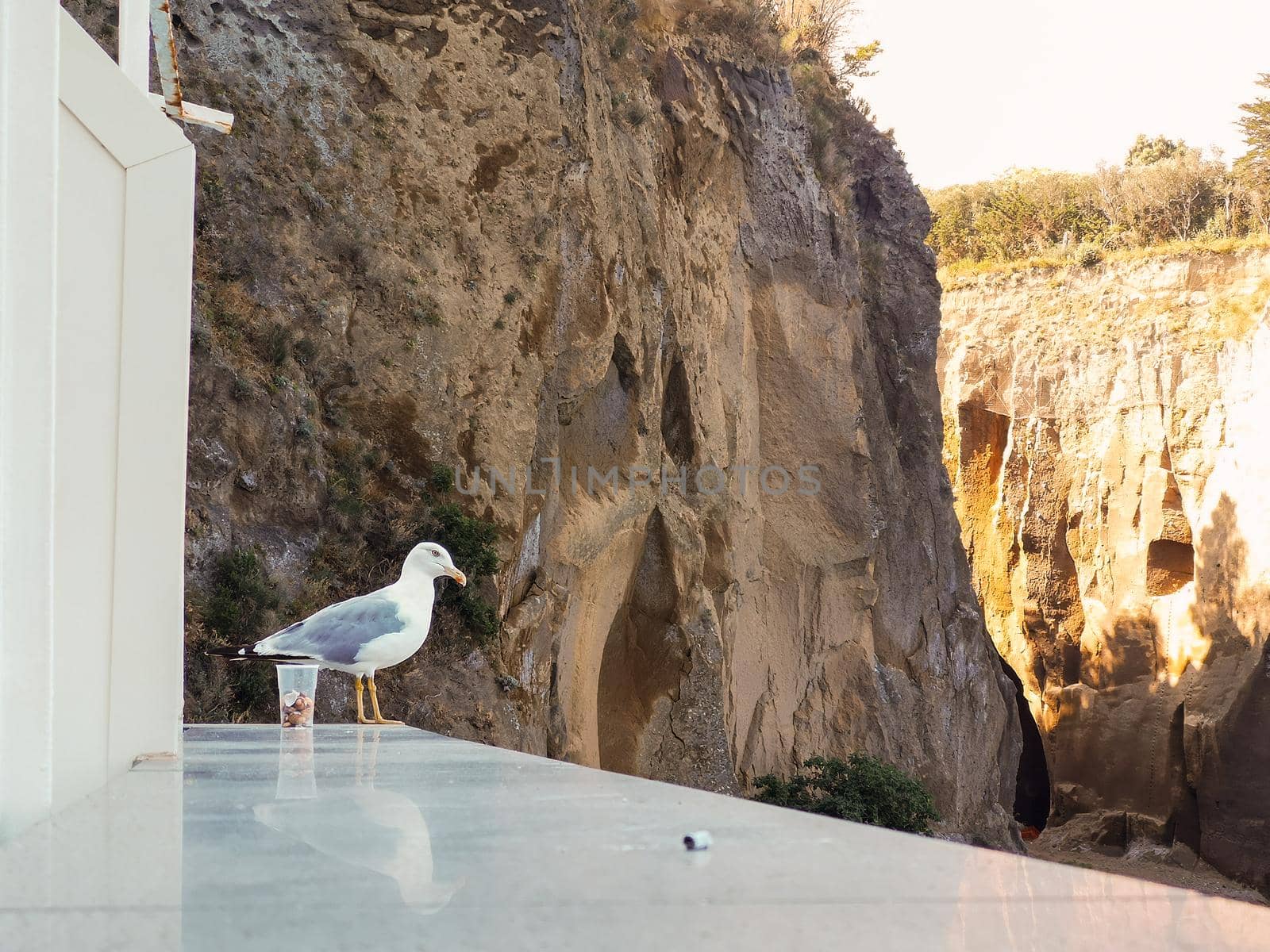 Small white and gray seagull standing on the edge of windowsill in front of high cliffs