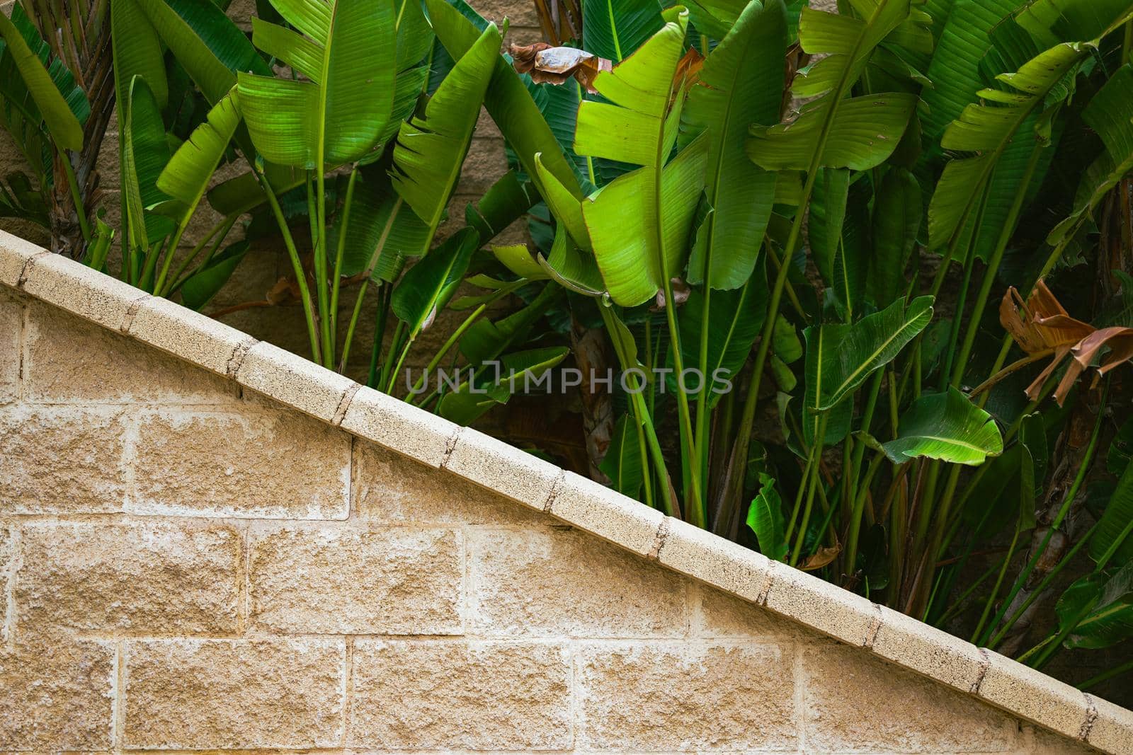 wall with green tropical leaves by asolano