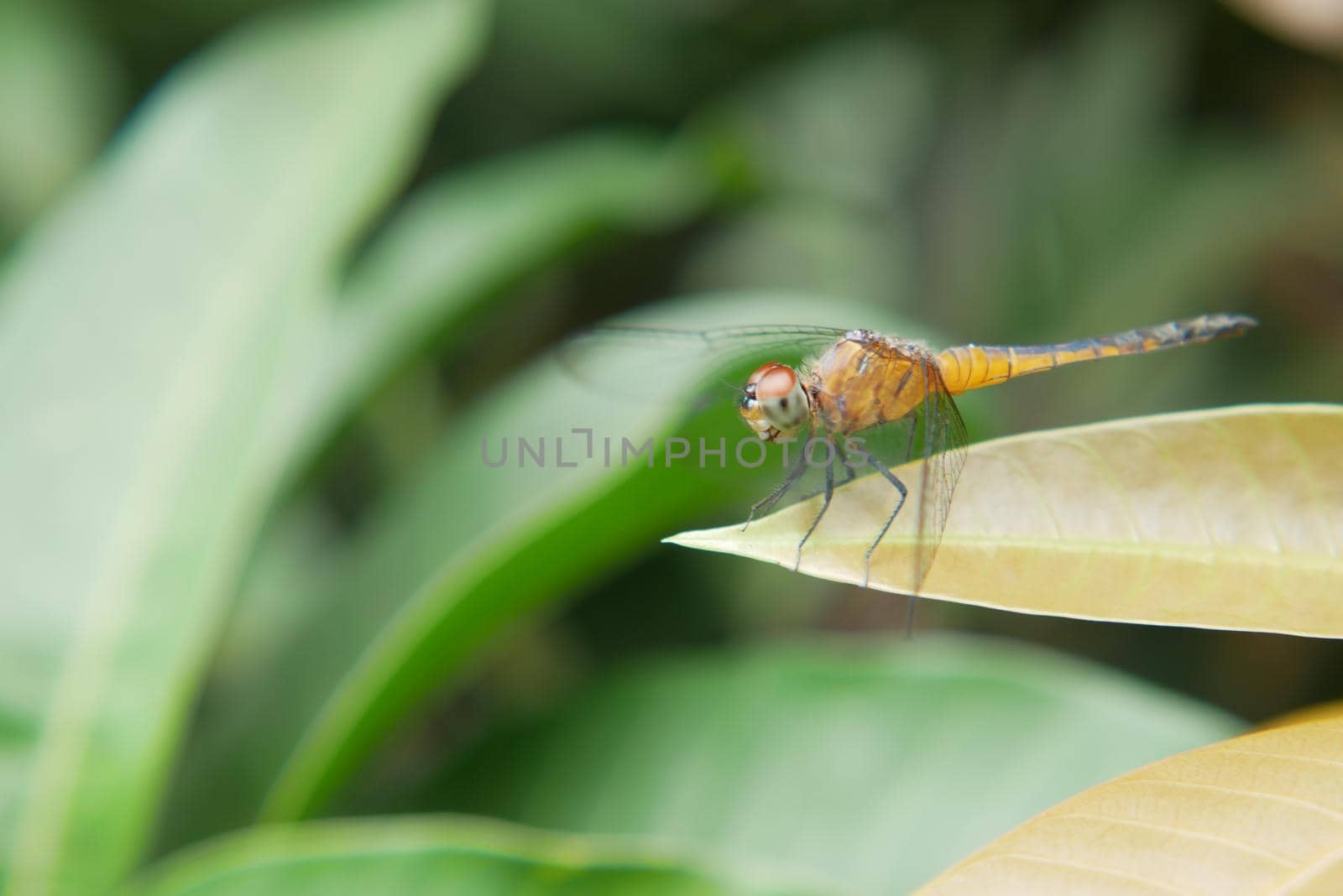 close up of Dragonfly on a plant.