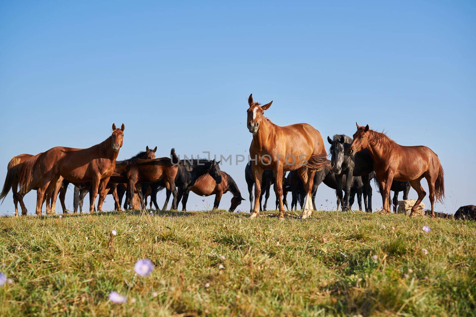 Herd of horses in the field mammals animals landscape. High quality photo