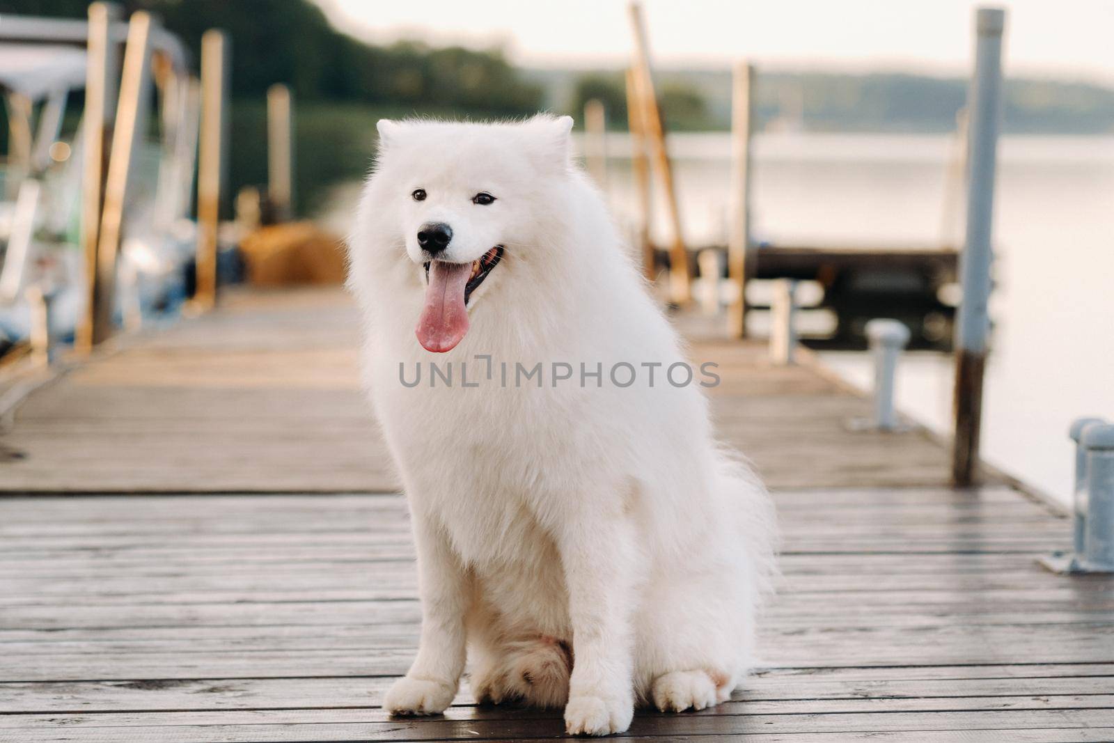 A large white Samoyed dog is sitting on the pier near the yacht by Lobachad