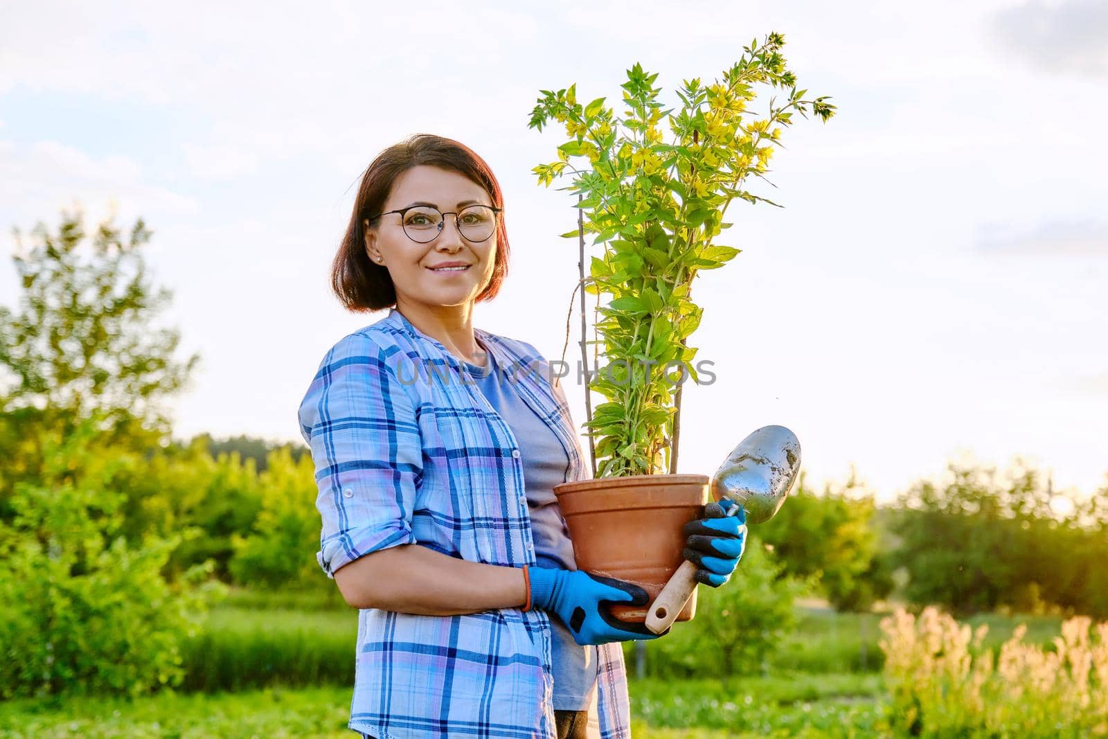 Woman gardener holding pot with flowering loosestrife plant, nature background by VH-studio