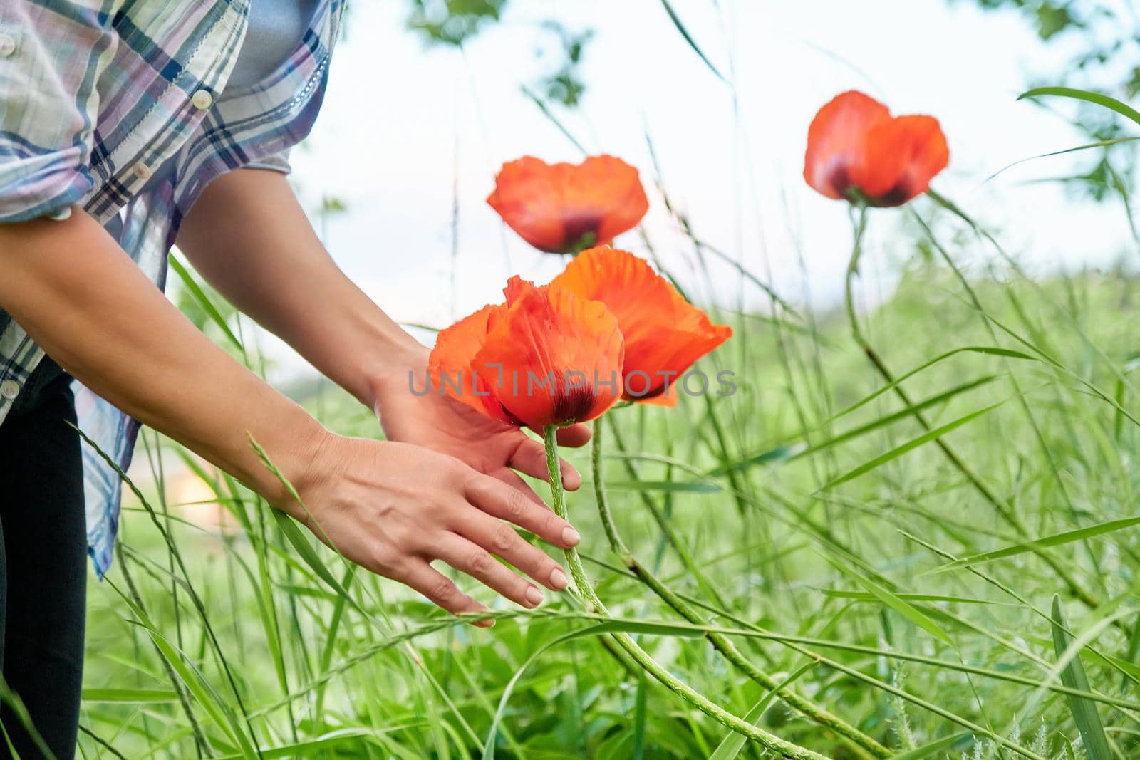 Large flowers garden red poppies, woman's hands touching poppies by VH-studio