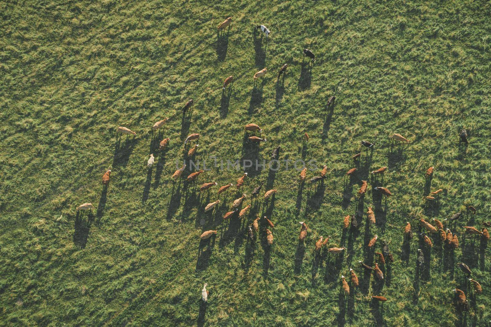 Aerial top-down view over meadow cows showing their long shadows from sundown in grass field. Summer green meadow at sunset with herd of cows. Drone view od graze of beef