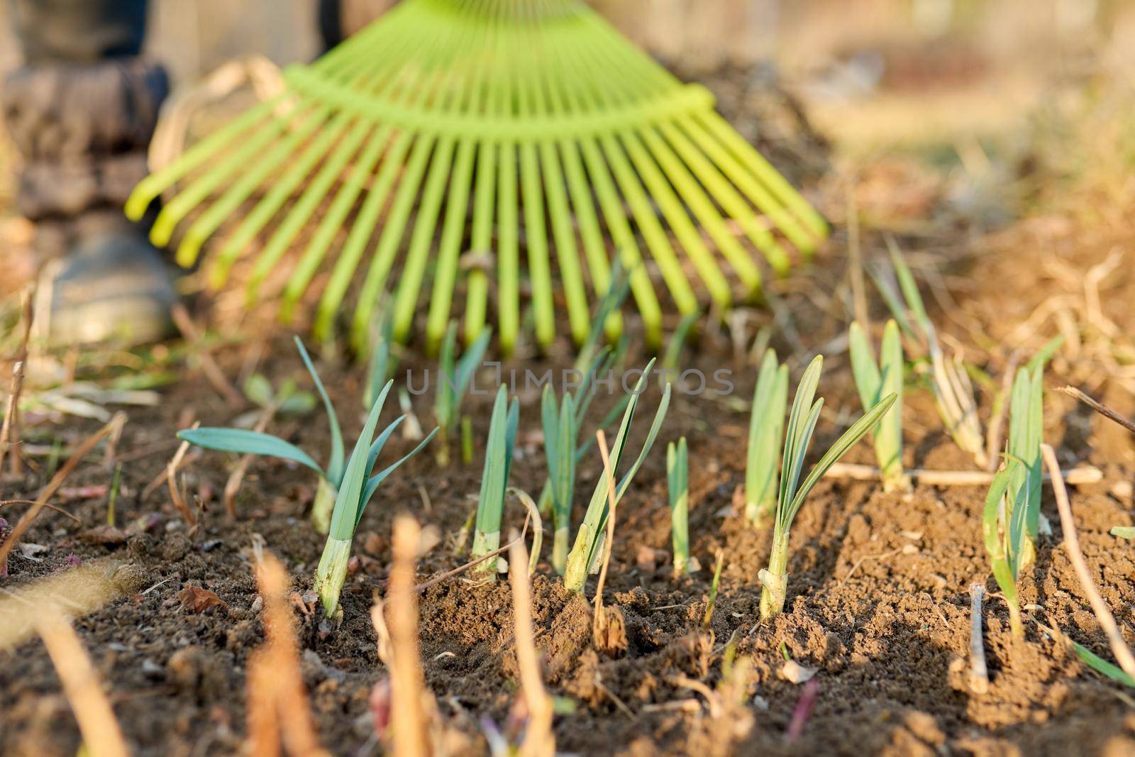 Spring seasonal gardening, rake cleaning backyard close-up. by VH-studio
