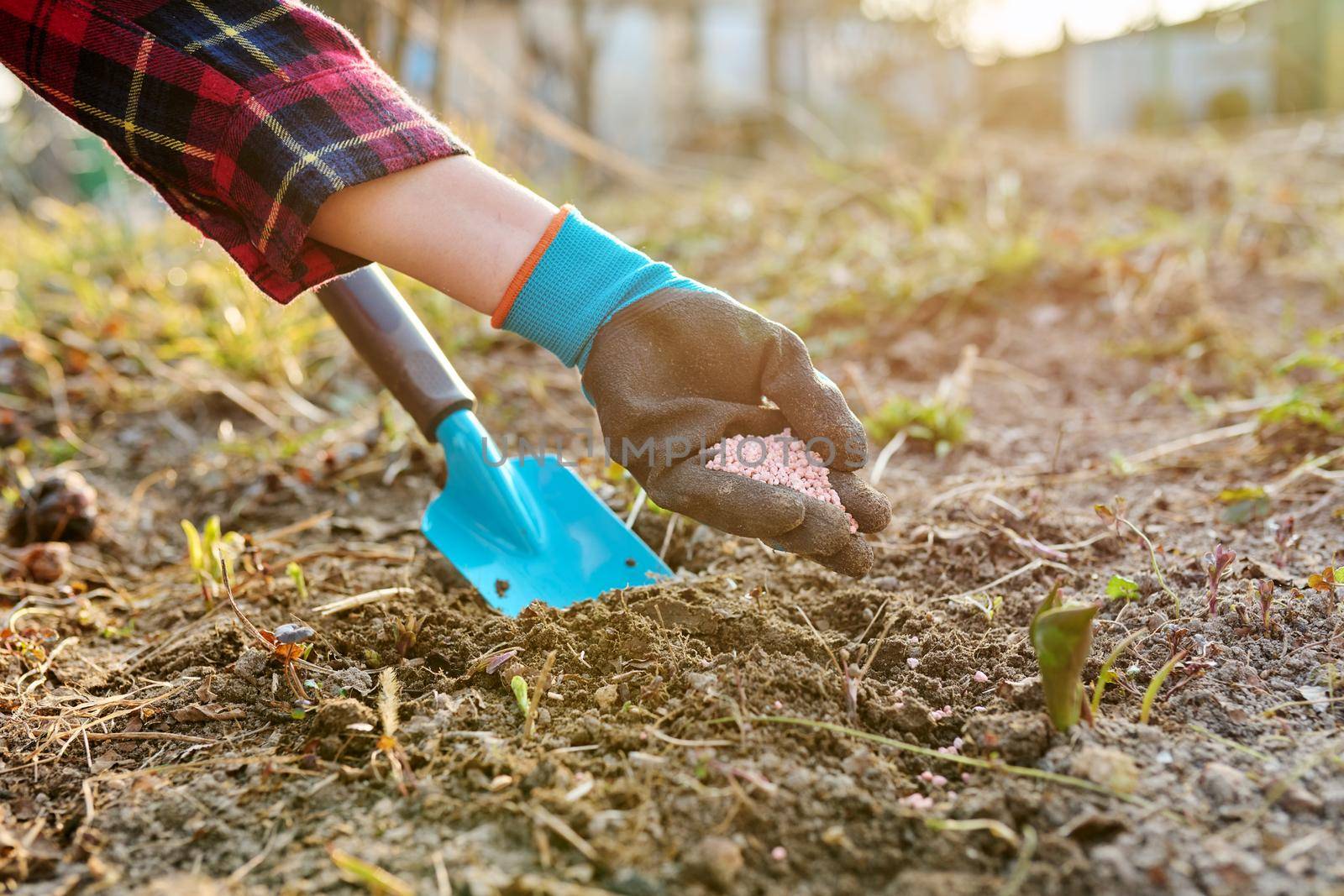 Fertilizing plants in spring garden with chemical mineral graduated fertilizers. Close-up of hands pouring granules on a flower bed, springtime