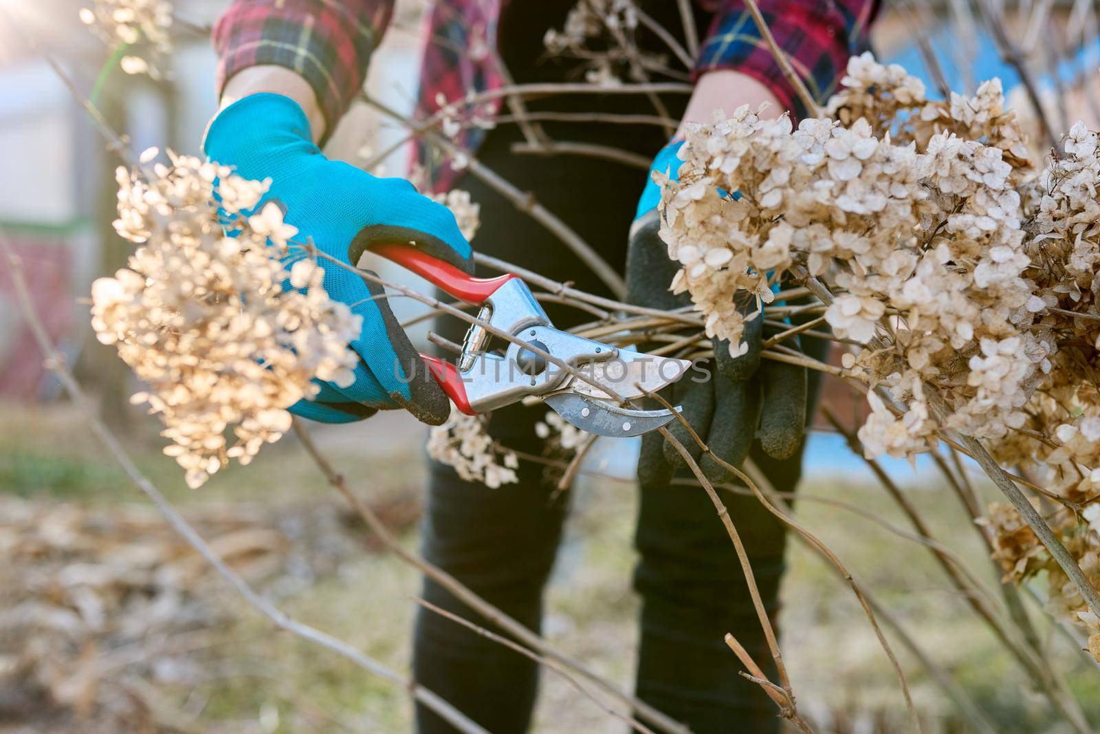 Seasonal spring work in the garden backyard, pruning hydrangea bush with pruning shears. Close-up of woman's hand with gloves with secateur and dry hydrangea flowers, springtime