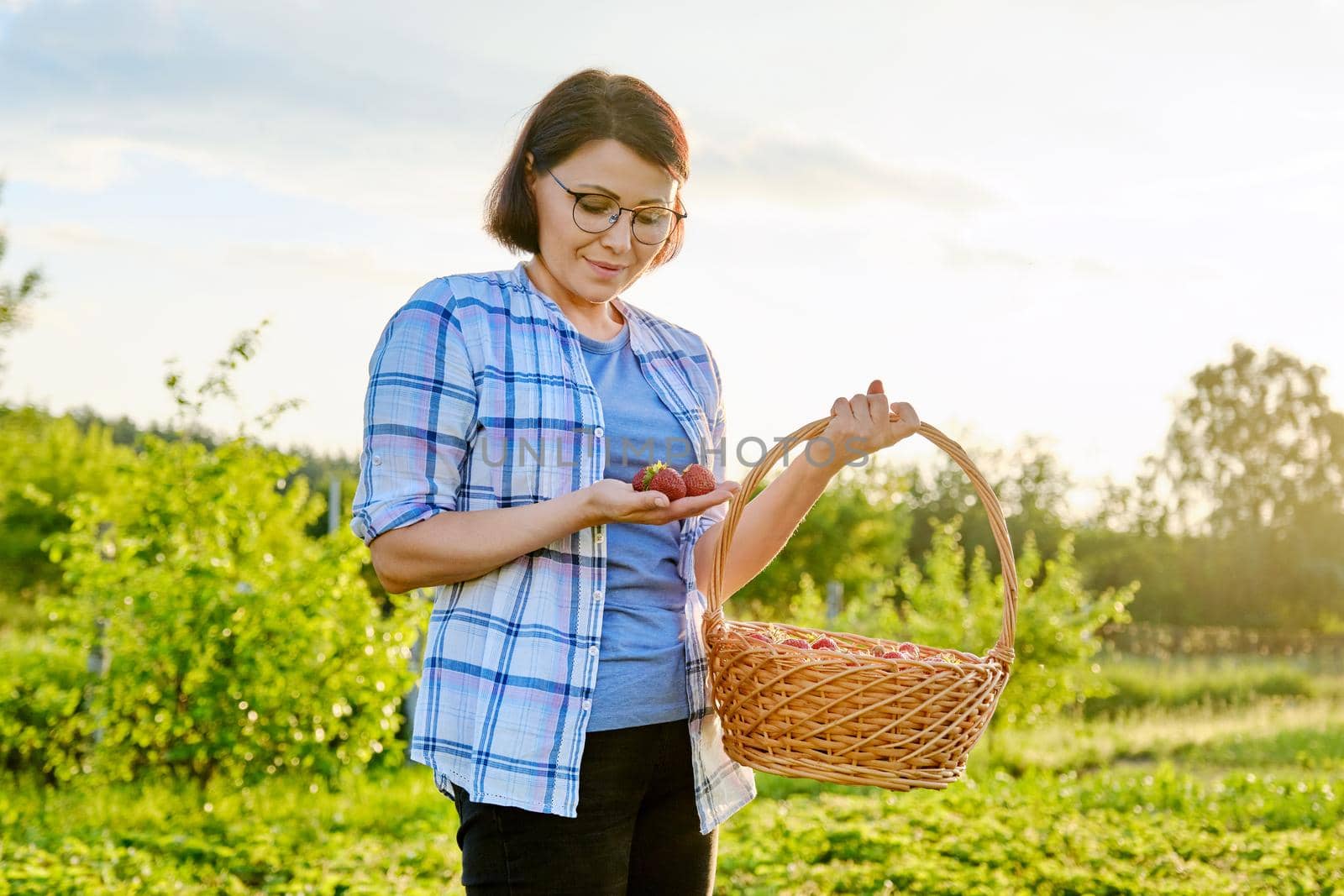 Farm field with strawberries, woman picking berries with a basket by VH-studio