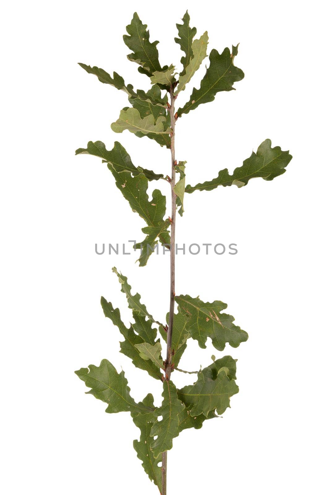 Owny oak is a deciduous tree native to southern Europe and Asia. Branch isolated on white background.