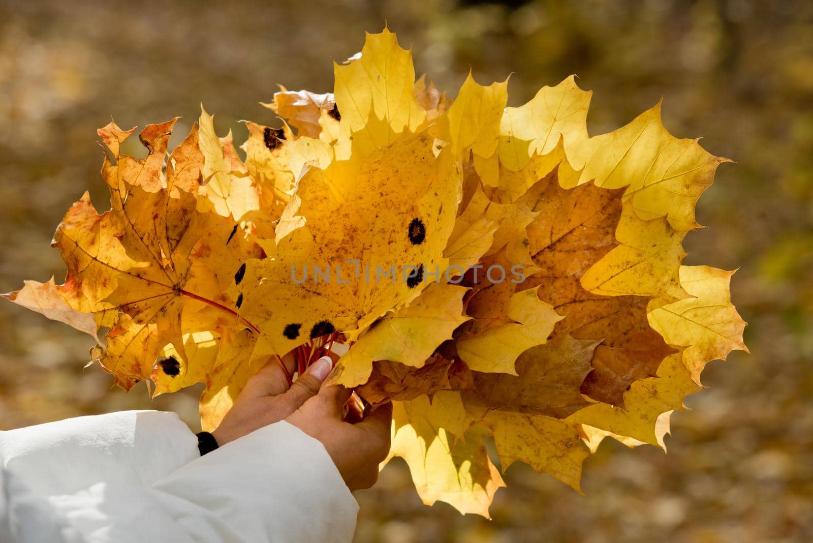 Bouquet of yellow maple leaves in the forest. Close-up. by leonik
