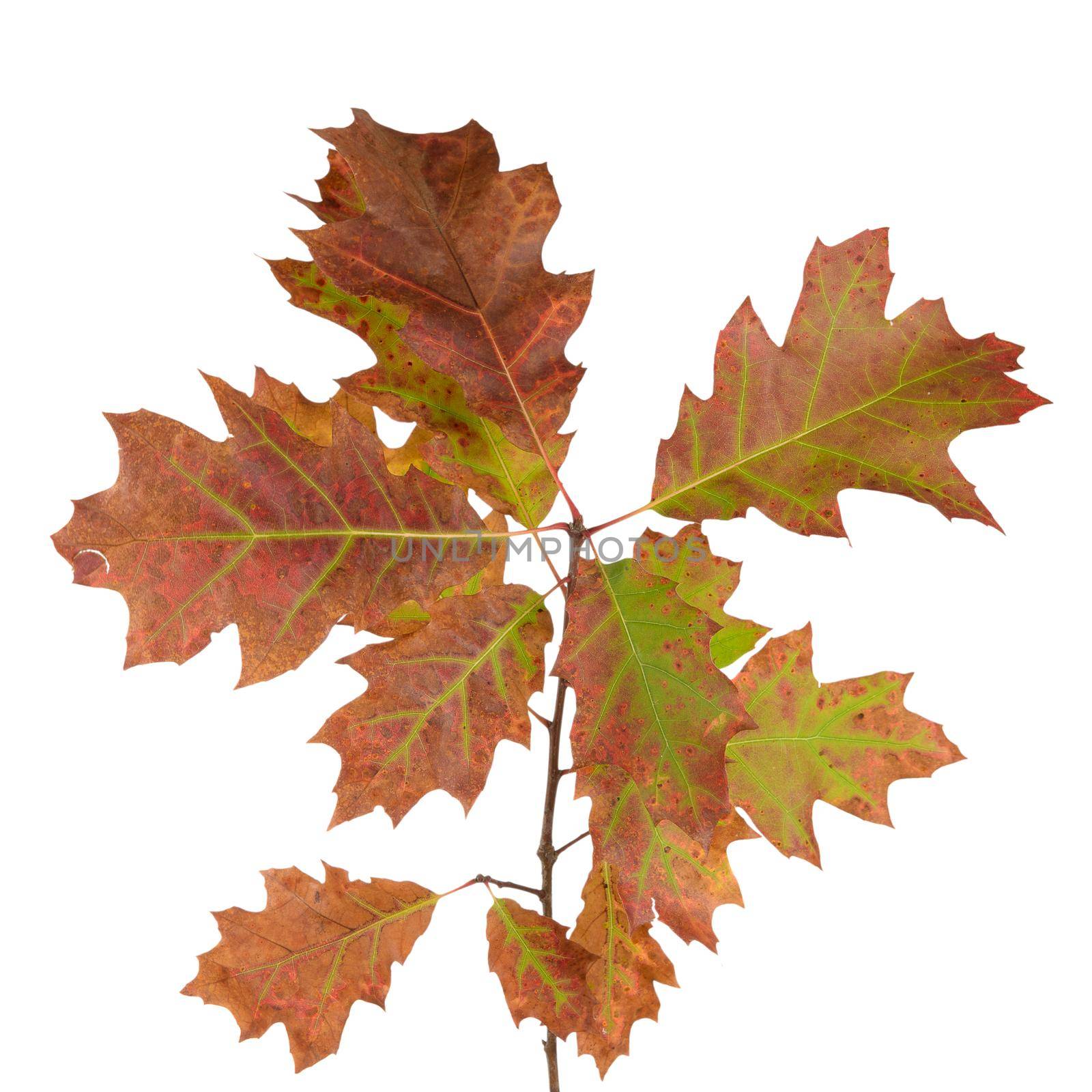 Northern red oak is the most popular hardwood in the US. The foliage on this tree is stunning, with dark green leaves in summer giving away to brilliant red in the fall. Branch isolated on white background.