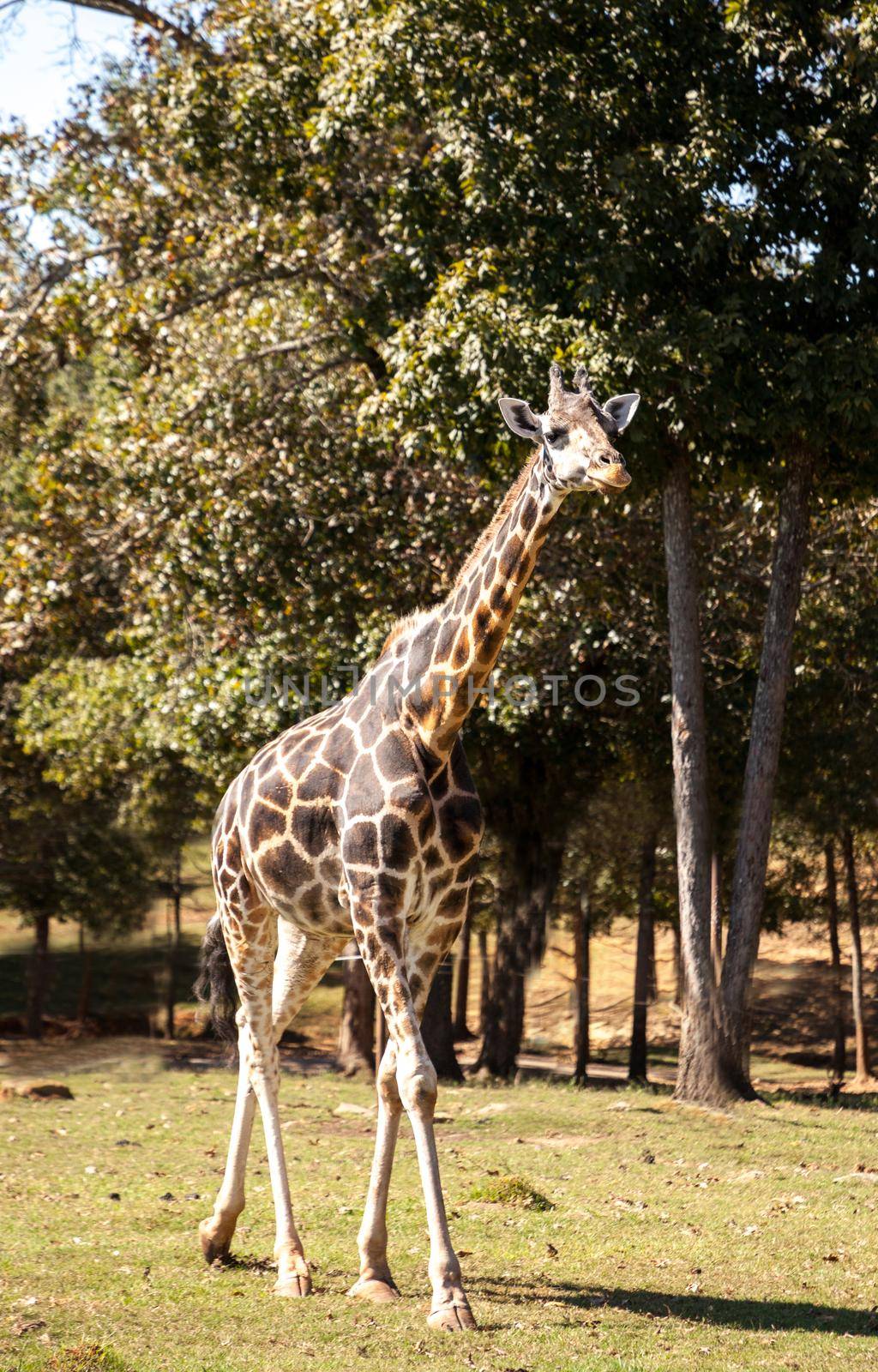 Angolan giraffe is also called Giraffa giraffa angolensis by steffstarr