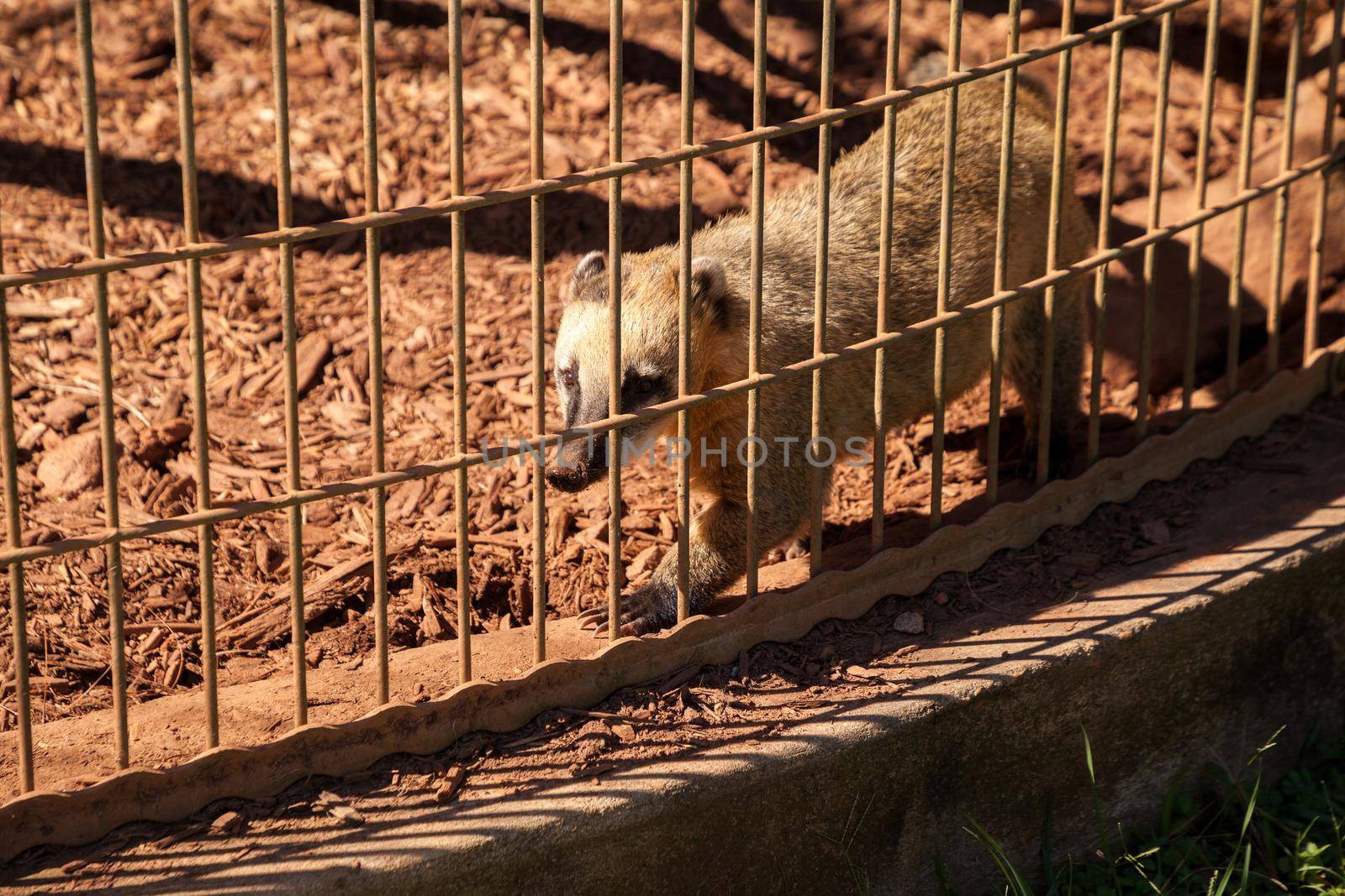 South American Coati Nasua nasua paces back and forth in a cage