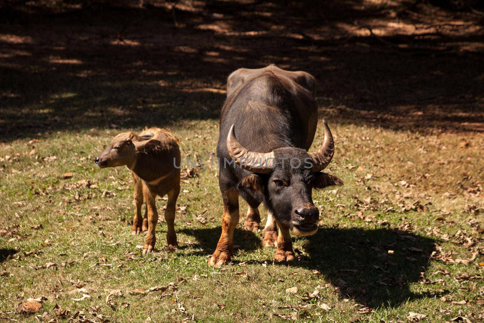 Domestic Water buffalo Bubalus bubalis with big horns and black hide.