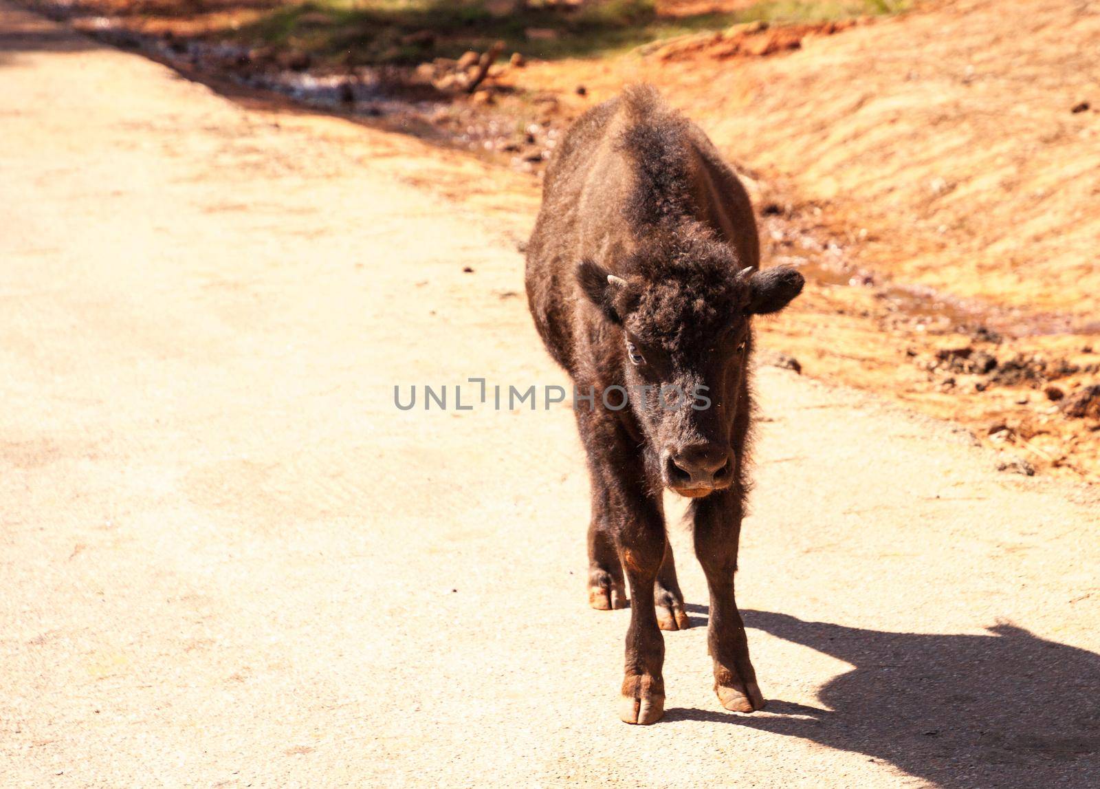 Baby American bison also called Bison bison or American buffalo by steffstarr