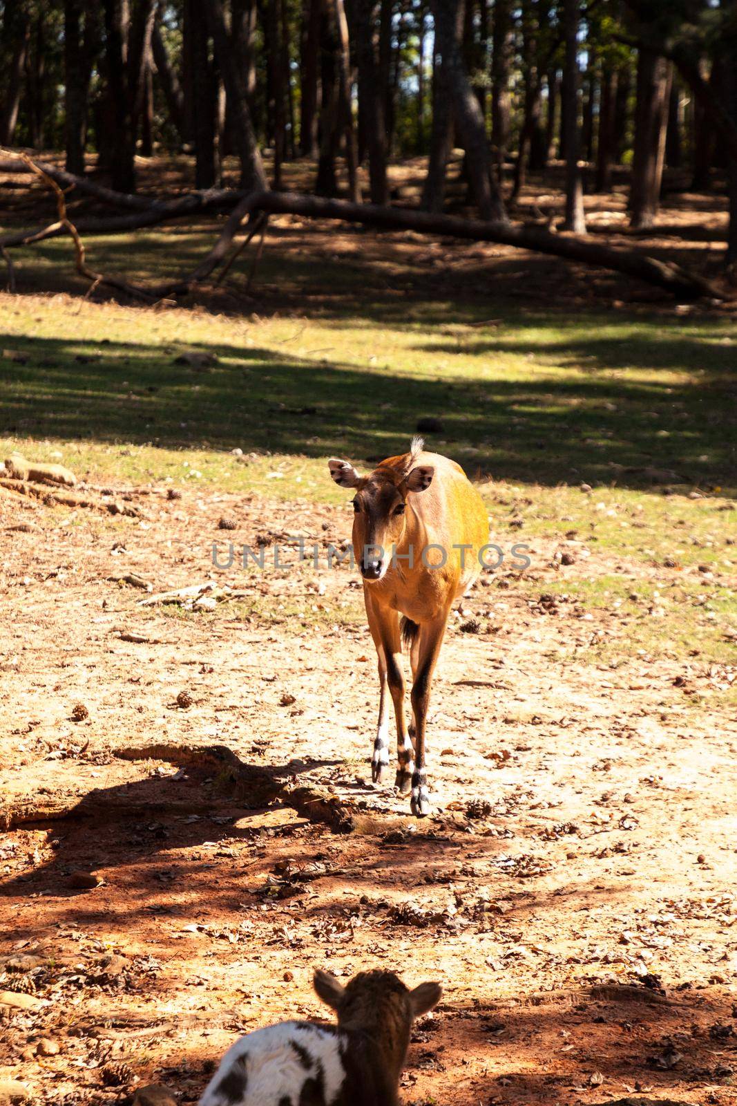Nilgai is a large Asian antelope Boselaphus tragocamelus in India.