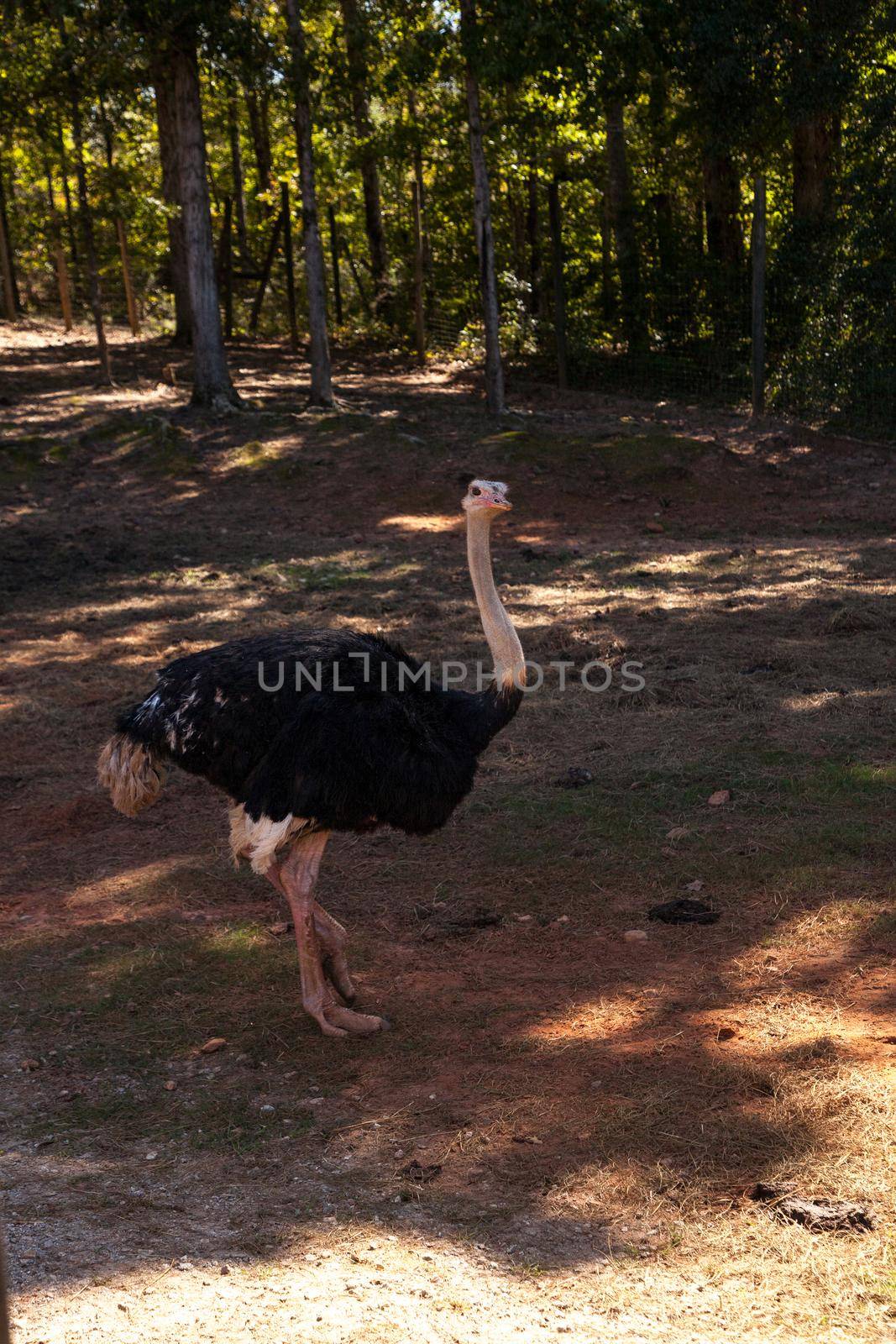 Ostrich is a large bird Struthio molybdophanes from Somalia