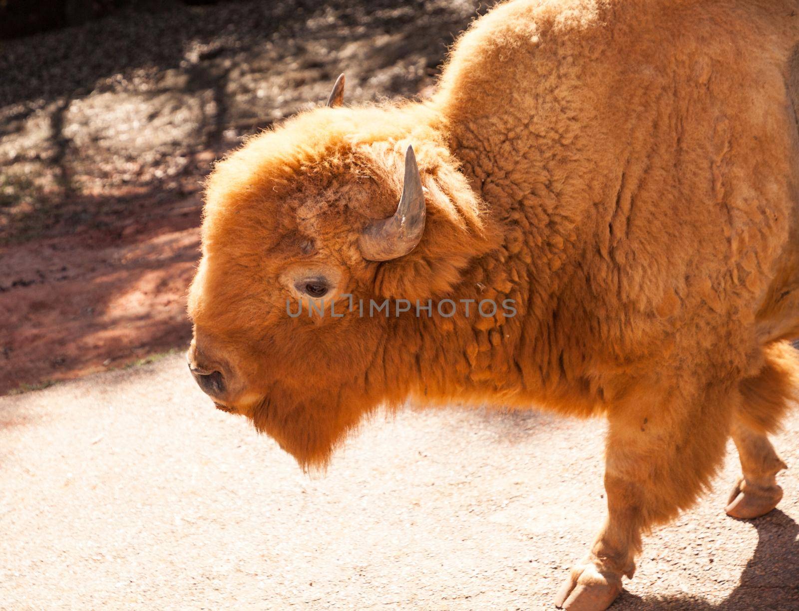 Red American bison also called Bison bison or American buffalo and is found in South Dakota.