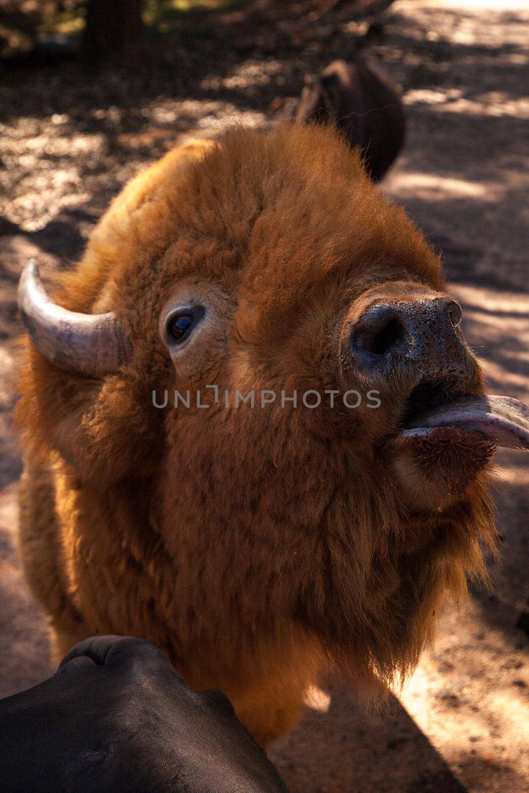 Red American bison also called Bison bison or American buffalo and is found in South Dakota.