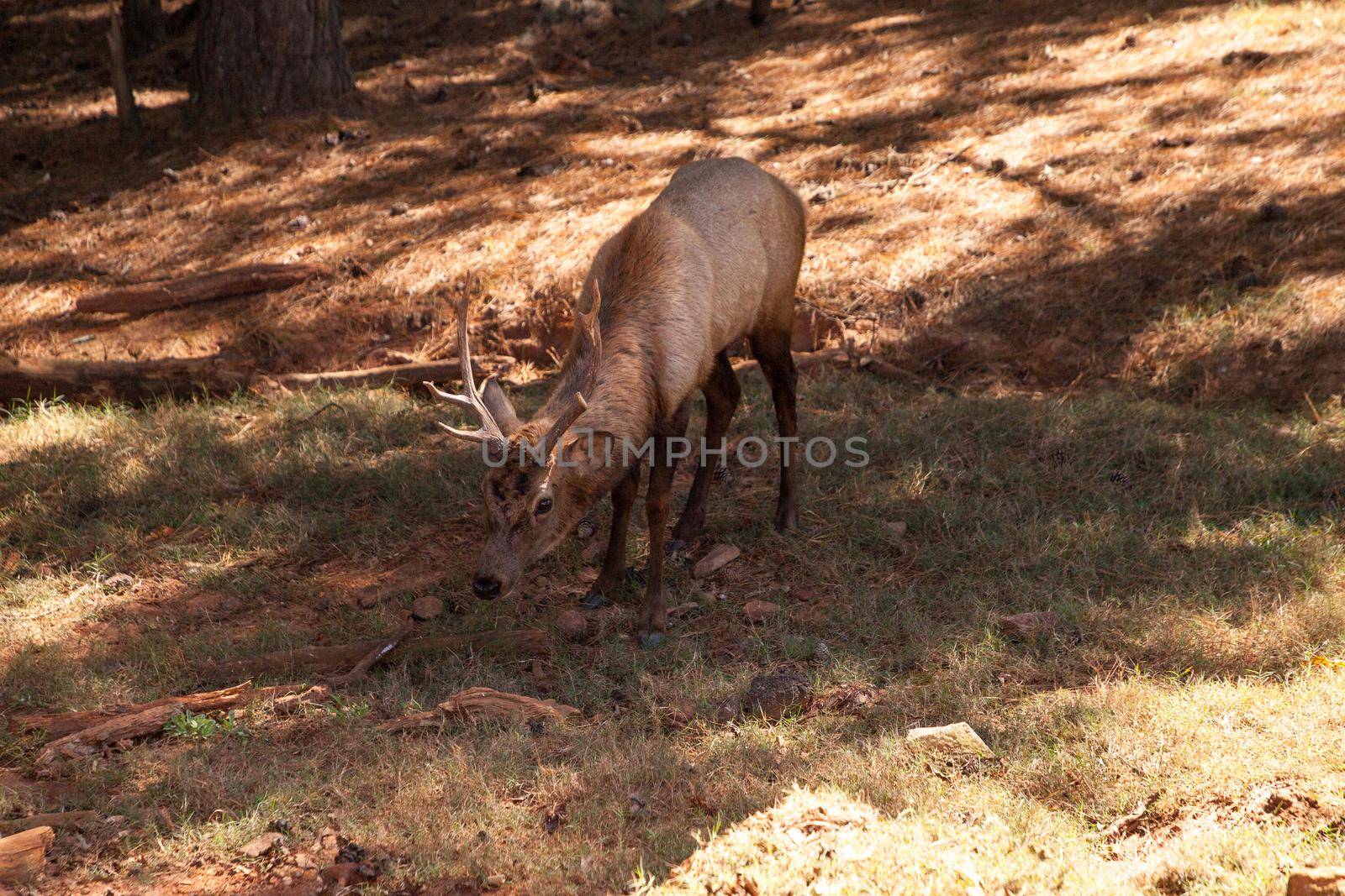 Curious red deer Cervus elaphus stag with large horns i by steffstarr