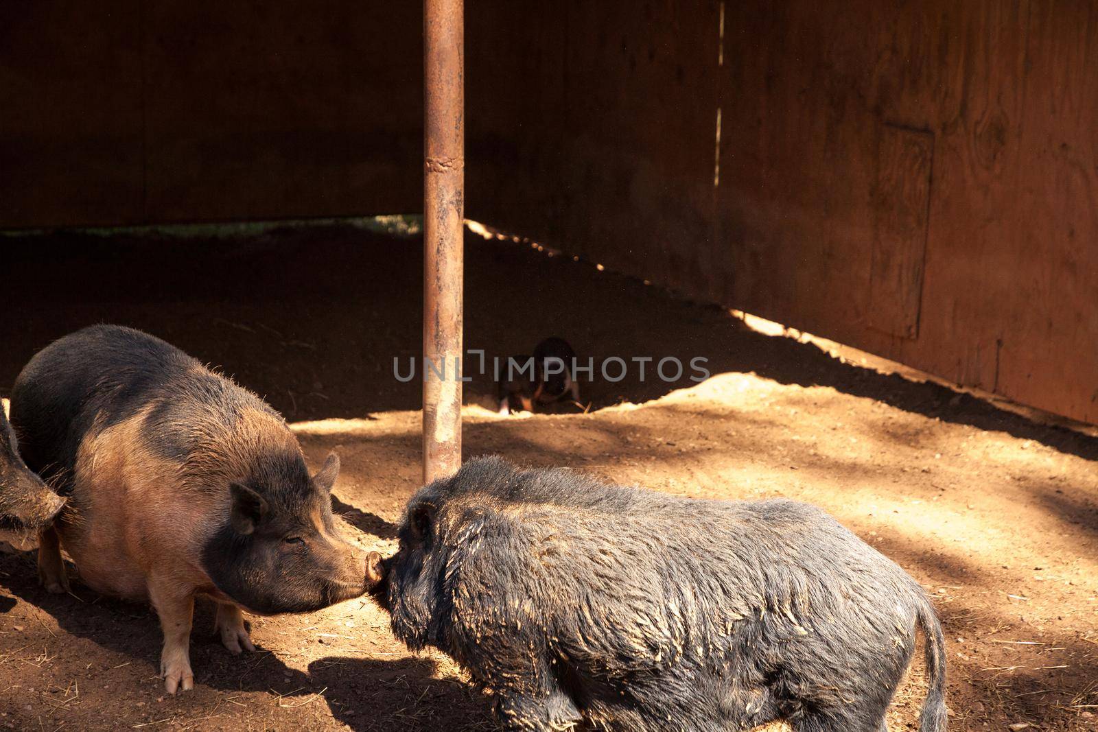 Nose to nose Vietnamese Pot-bellied pigs in a farm  by steffstarr