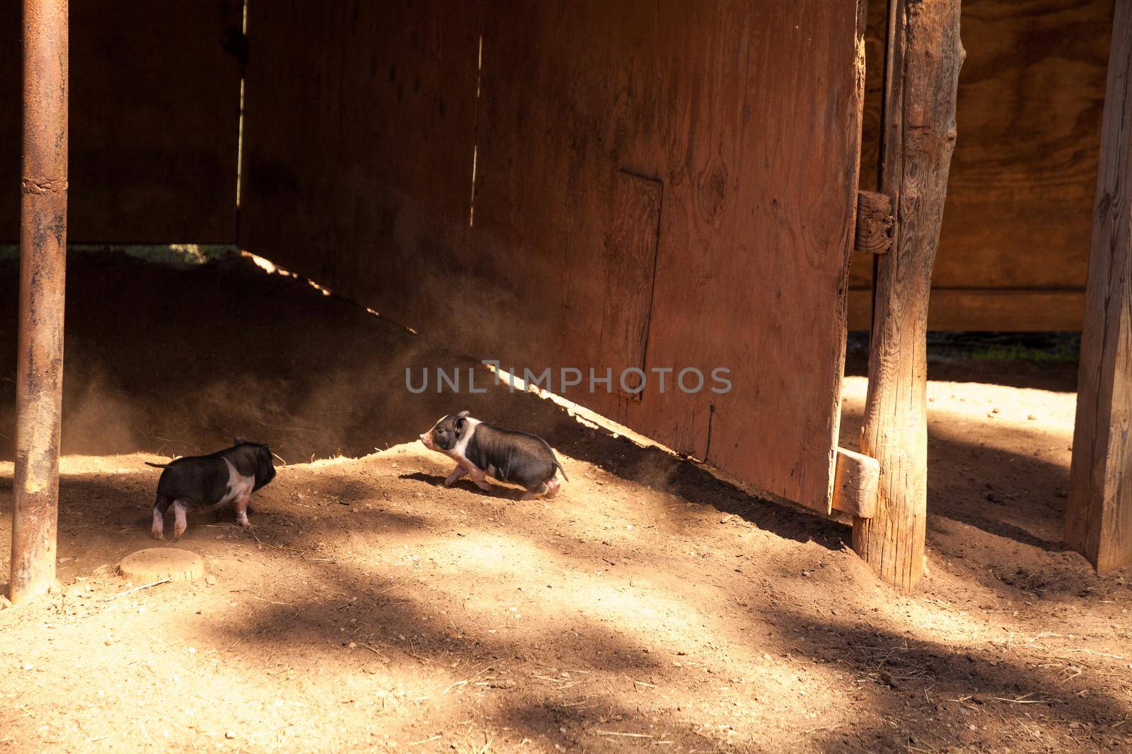 Playing baby piglet Vietnamese Pot-bellied pigs in a farm in Georgia, USA