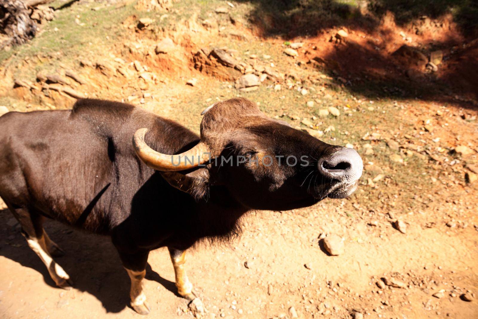 Domestic Water buffalo Bubalus bubalis with big horns by steffstarr