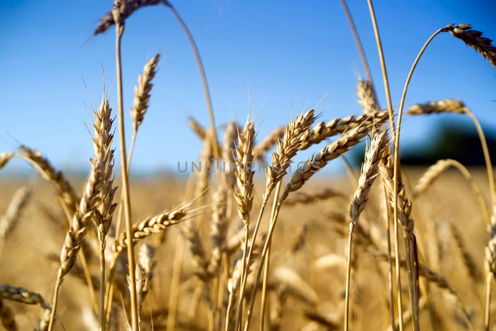 Stems of golden wheat with grain for flour production, wheat field.