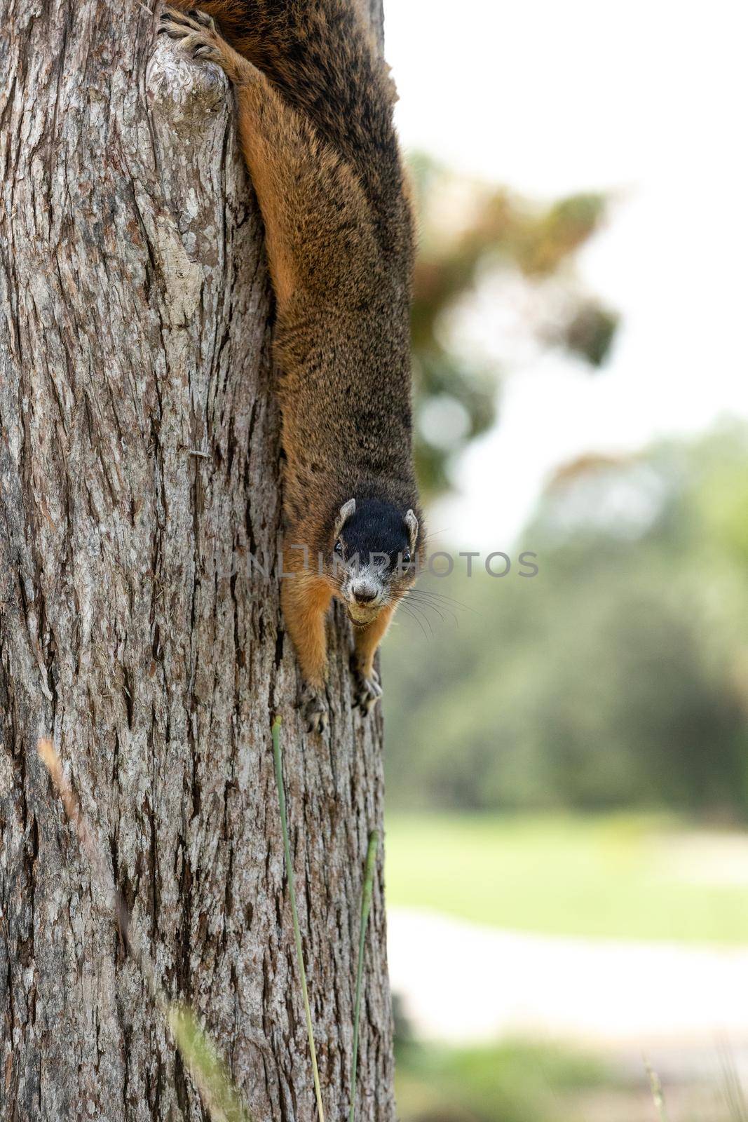 Sherman's fox squirrel with a nut in its mouth as it hangs from a tree by steffstarr