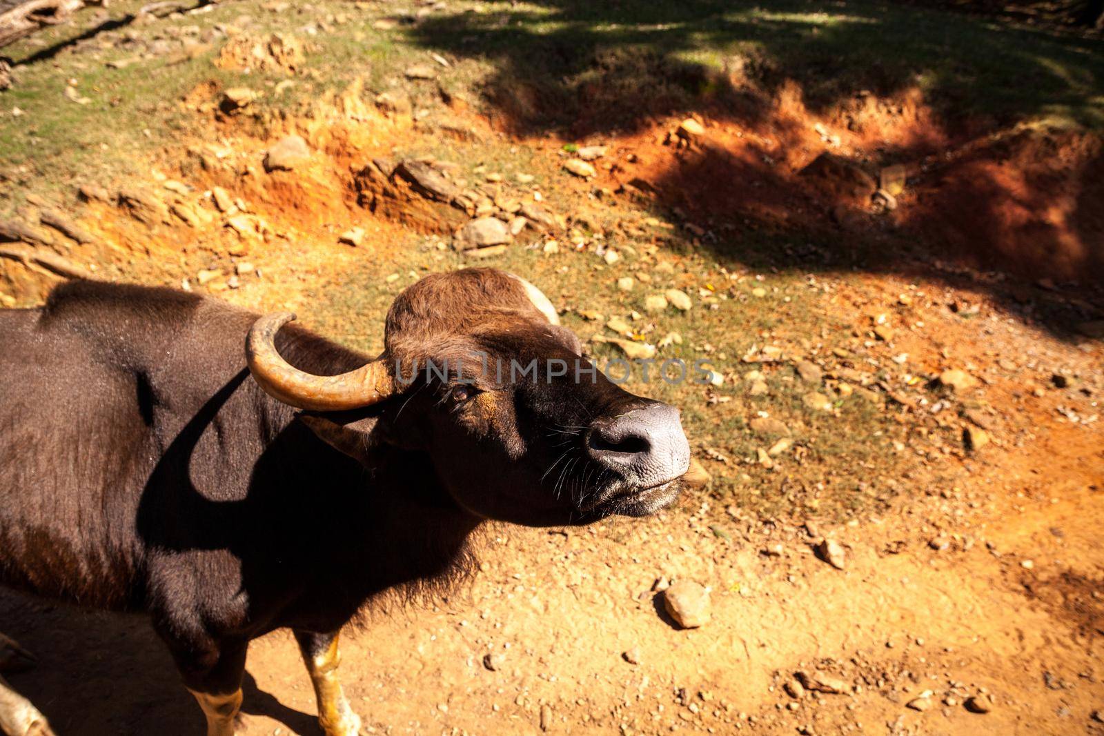 Domestic Water buffalo Bubalus bubalis with big horns by steffstarr