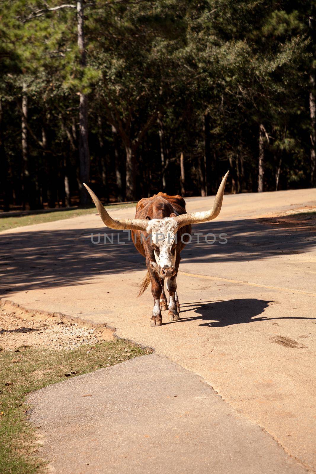 Texas longhorn cattle Bos taurus taurus with very large horns.