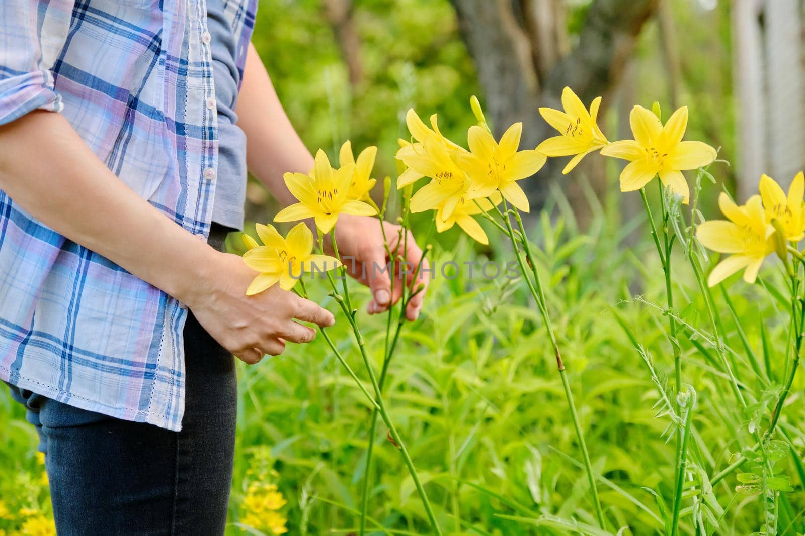 Close-up of woman's hand touching blooming yellow daylily, plants in spring summer garden background, season, botany, beauty of nature concept