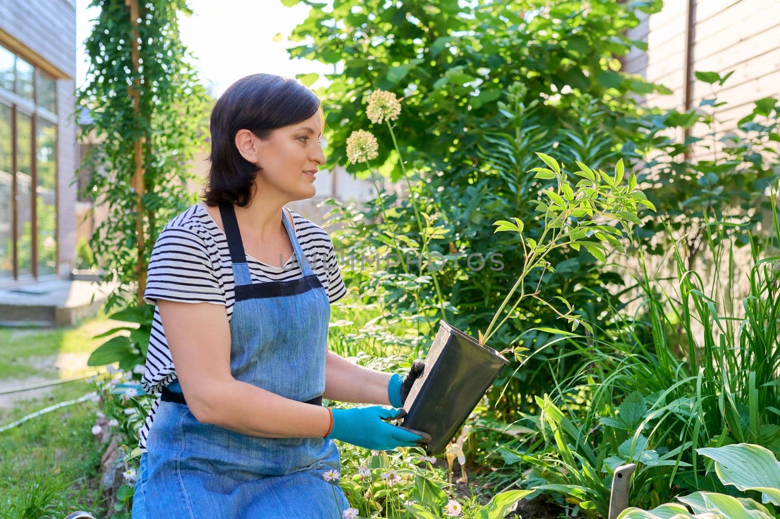 Middle-aged woman with a peony plant in a pot for planting in a spring garden by VH-studio