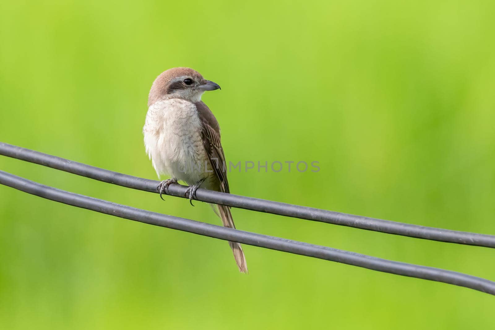 Image of brown shrike (Lanius cristatus) on nature background. Bird. Animals.