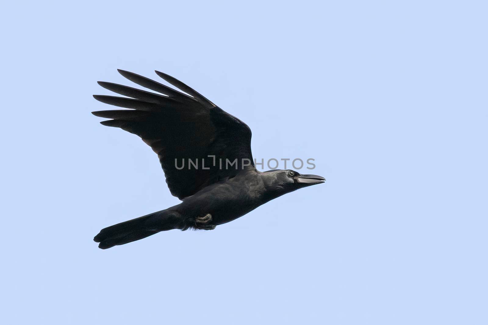 Image of a crow flapping its wings against a blue clear sky. Birds. Wild Animals.