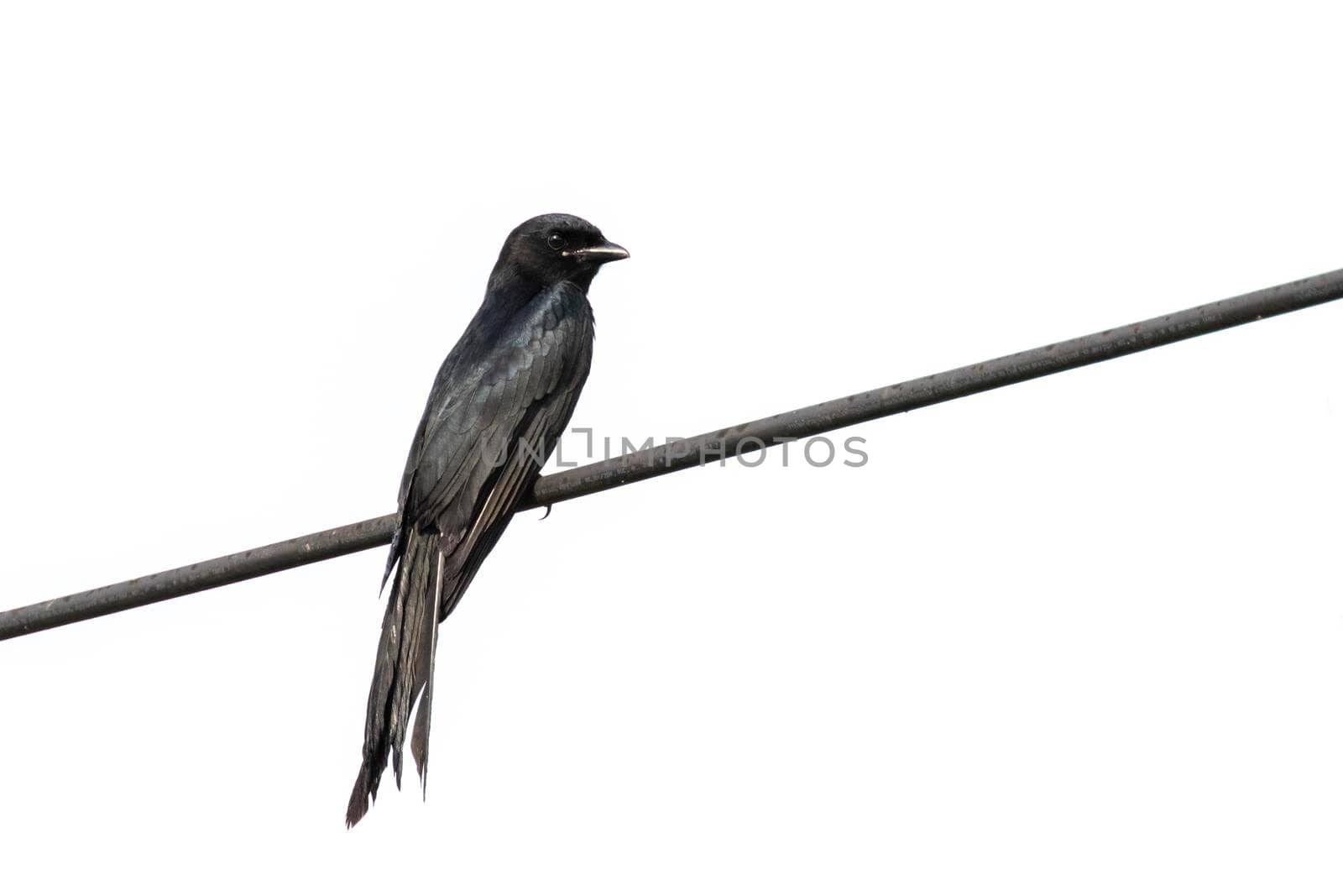 Image of Greater Racquet-tailed Drongo (Dicrurus paradiseus) on wite background. Bird. Animals.