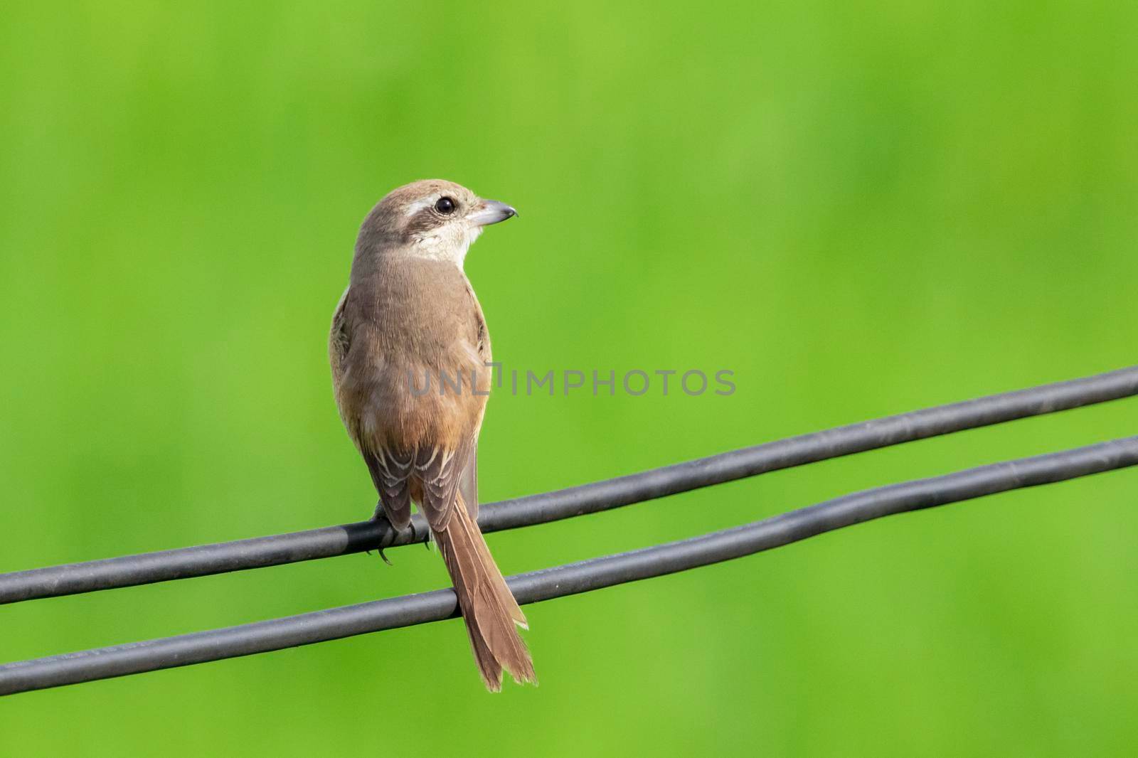 Image of brown shrike (Lanius cristatus) on nature background. Bird. Animals.