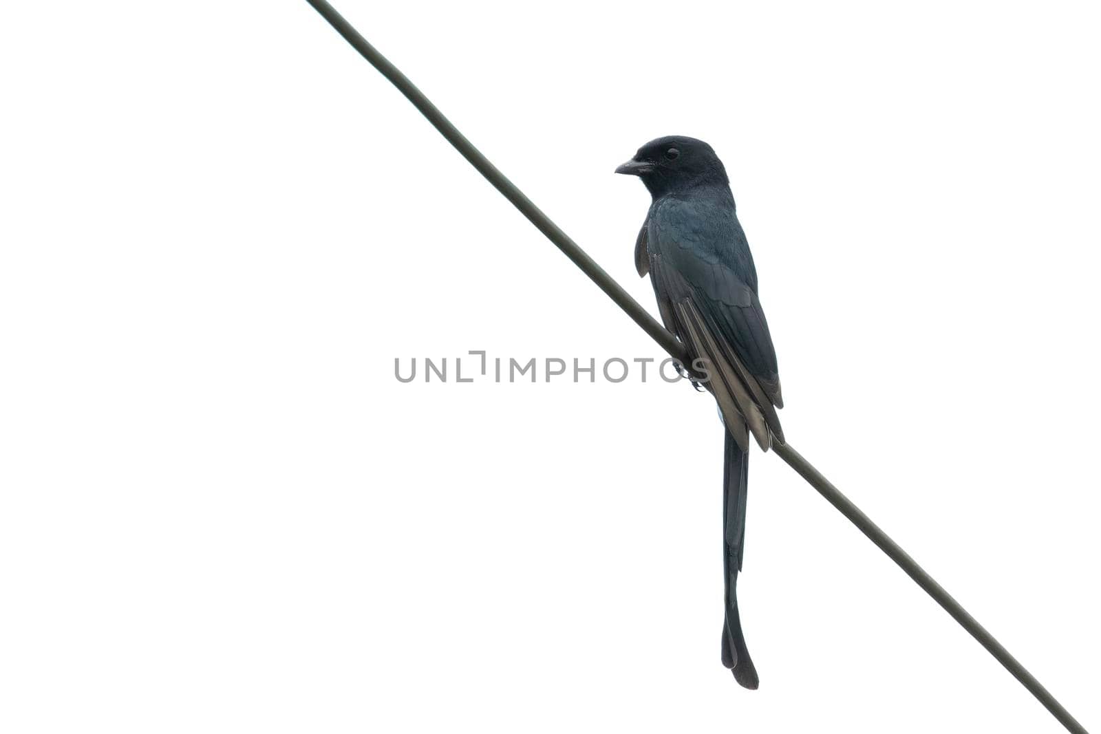 Image of Greater Racquet-tailed Drongo (Dicrurus paradiseus) on wite background. Bird. Animals.