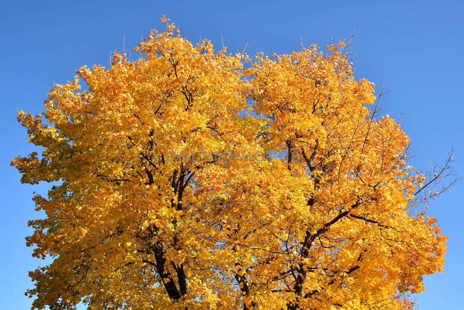 maple tree in autumnal colors on a blue sky