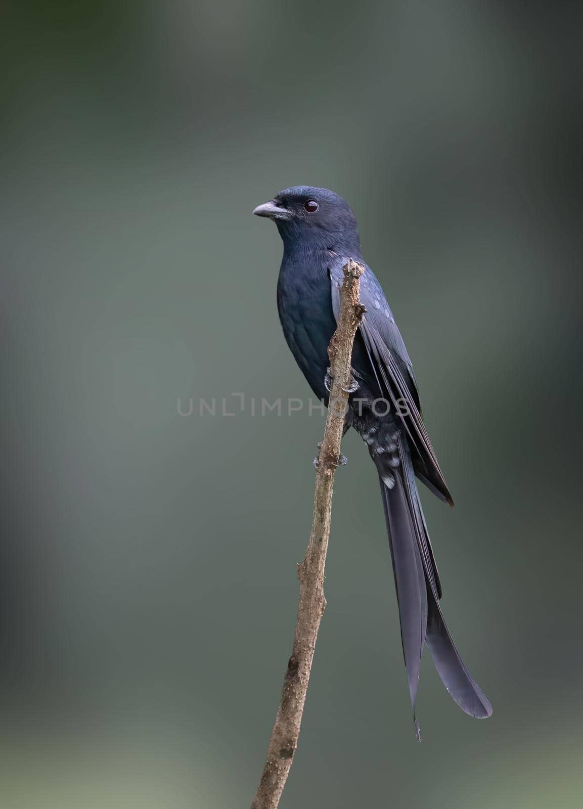 Image of Greater Racquet-tailed Drongo (Dicrurus paradiseus) perched on a branch on nature background. Bird. Animals.