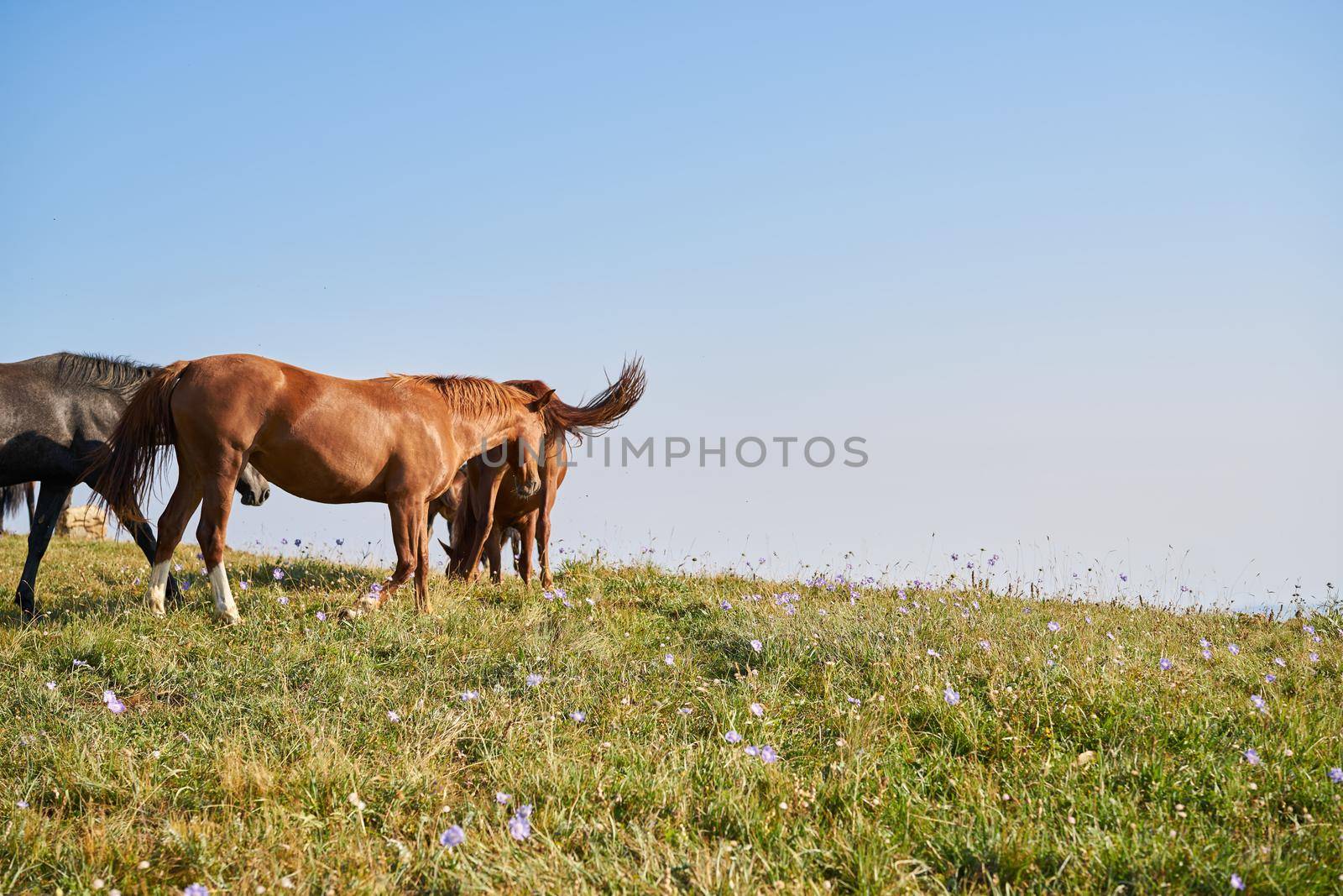 Herd of horses in the field mammals animals landscape by Vichizh