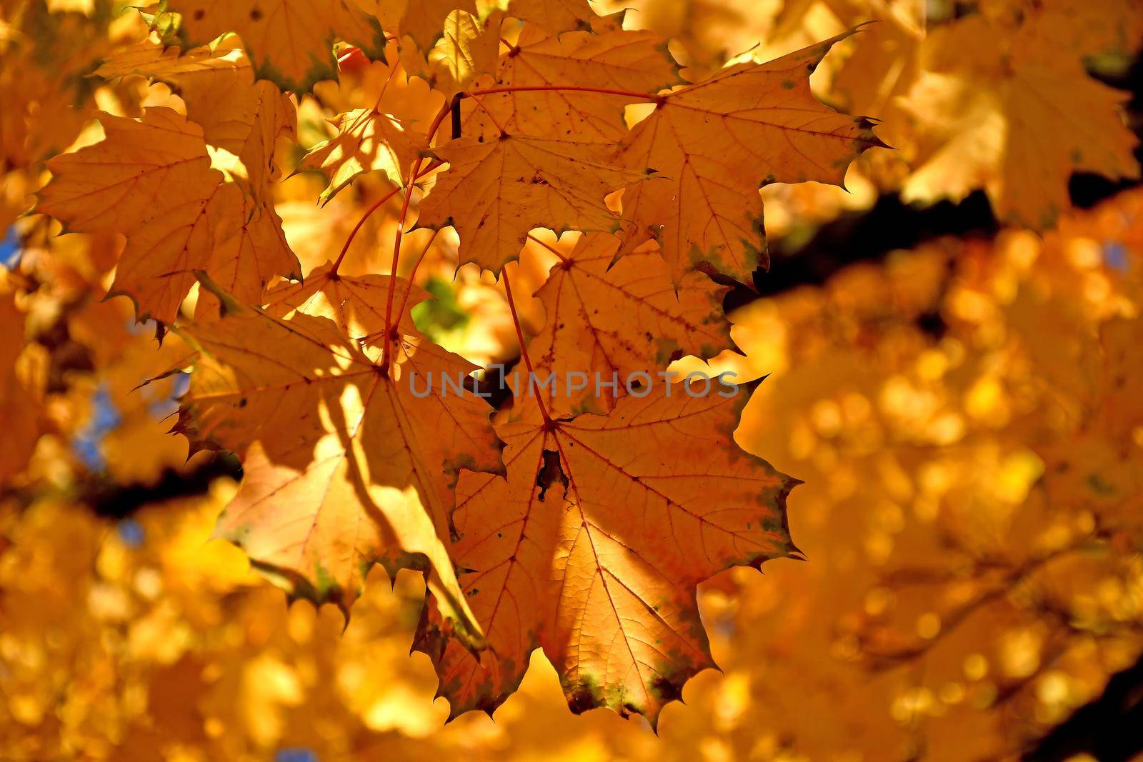 autumnal colored maple leaves on a tree in backlit