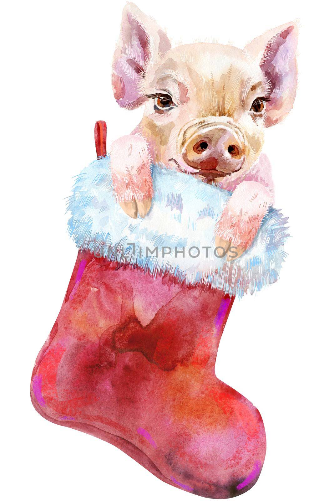 Christmas red sock for gifts with a little piggy isolated on white background. Watercolor hand drawn illustration
