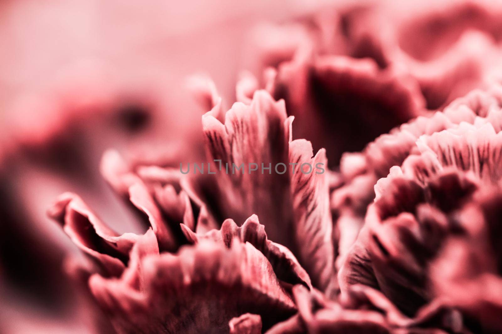 Abstract floral background, pink carnation flower. Macro flowers backdrop for holiday brand design by Olayola