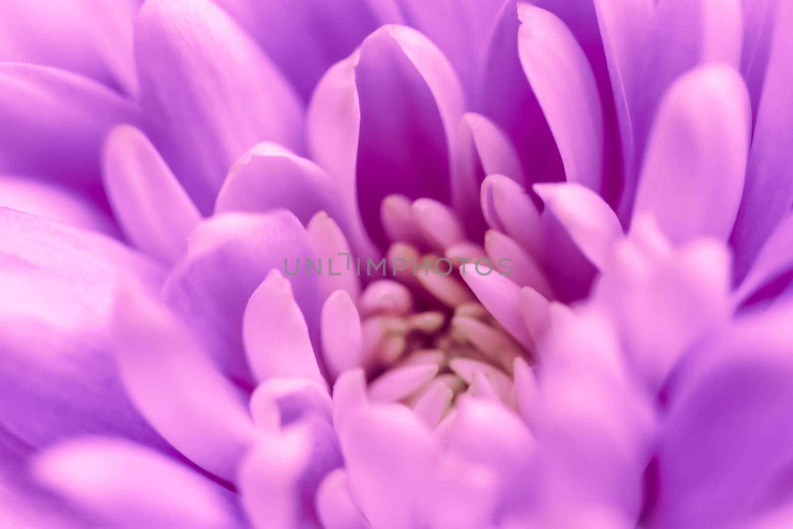 Abstract floral background, purple chrysanthemum flower. Macro flowers backdrop for holiday brand design by Olayola