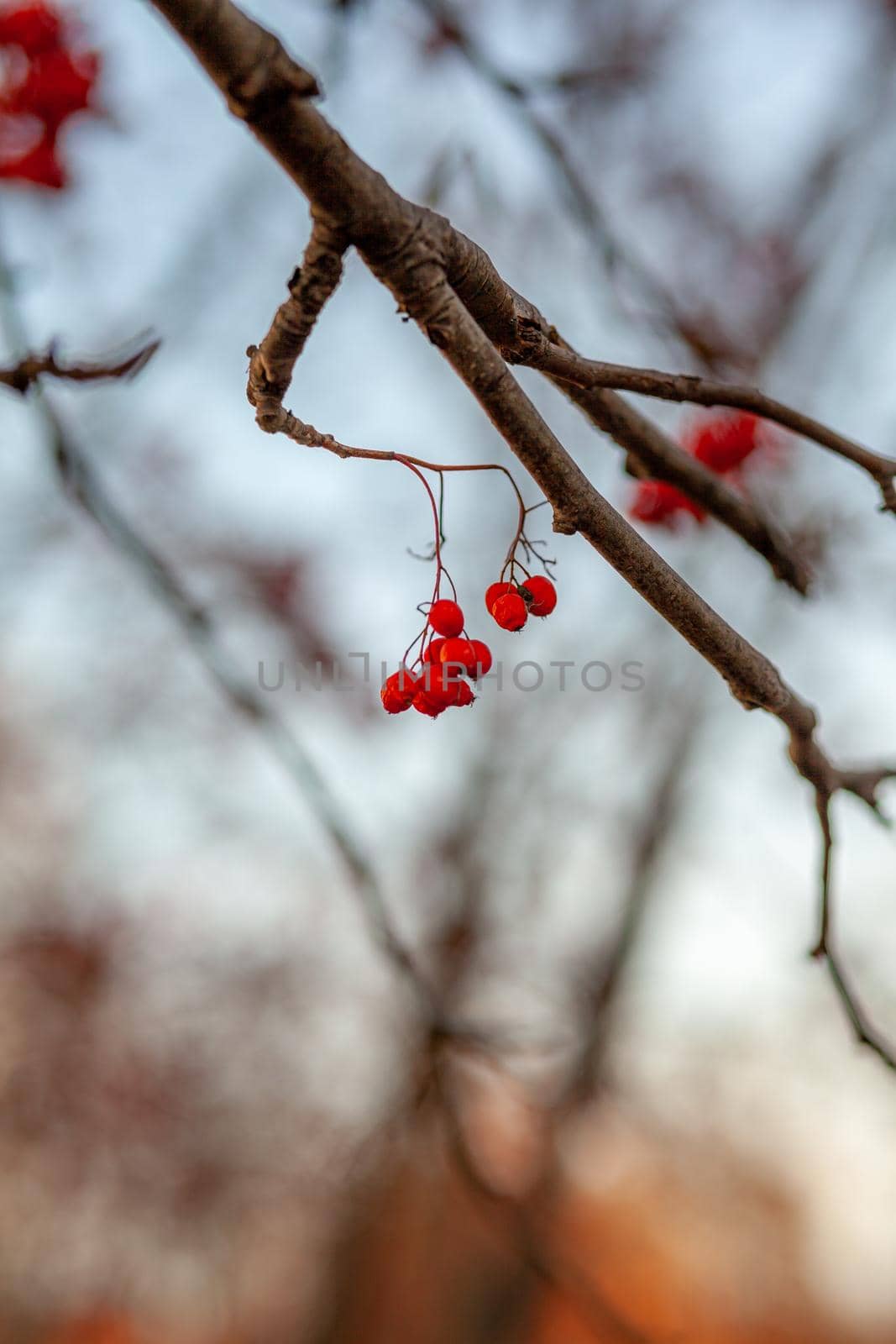 Berries of mountain ash branches are red on a blurry autumn background. Autumn harvest still life scene. Soft focus backdrop photography. Copy space.