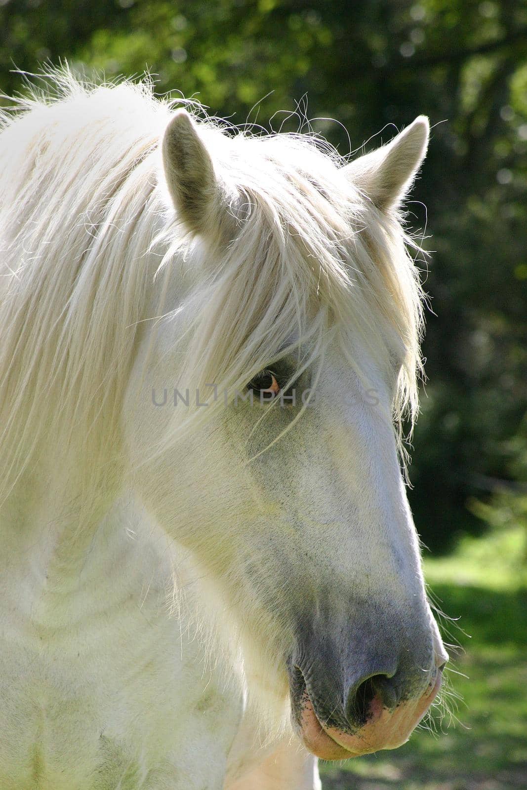 A Large White Shire Horse in portrait aspect