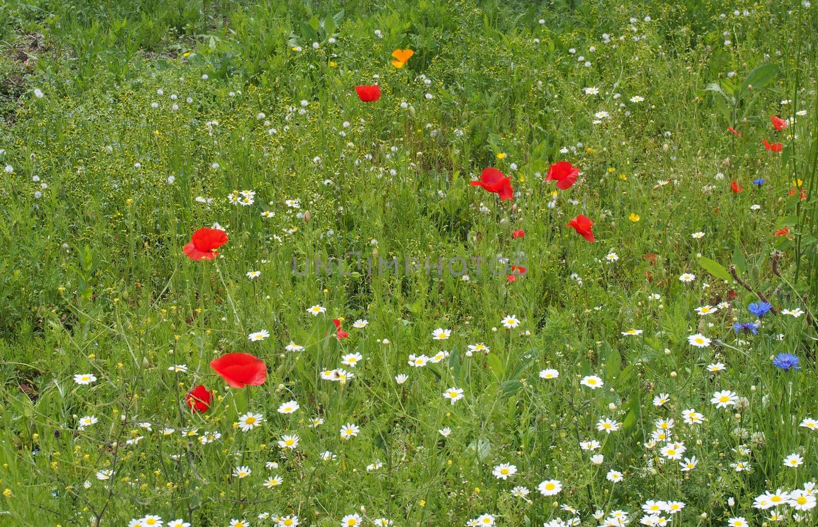 a summer meadow full of wildflowers with ox eye daisies cornflowers and poppies in summer sunlight by philopenshaw
